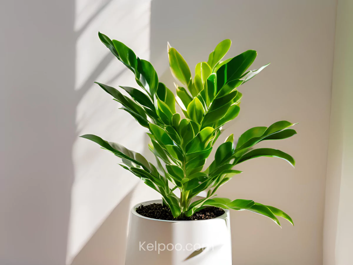 Tanaman hias ZZ plant di dalam pot berwarna putih.