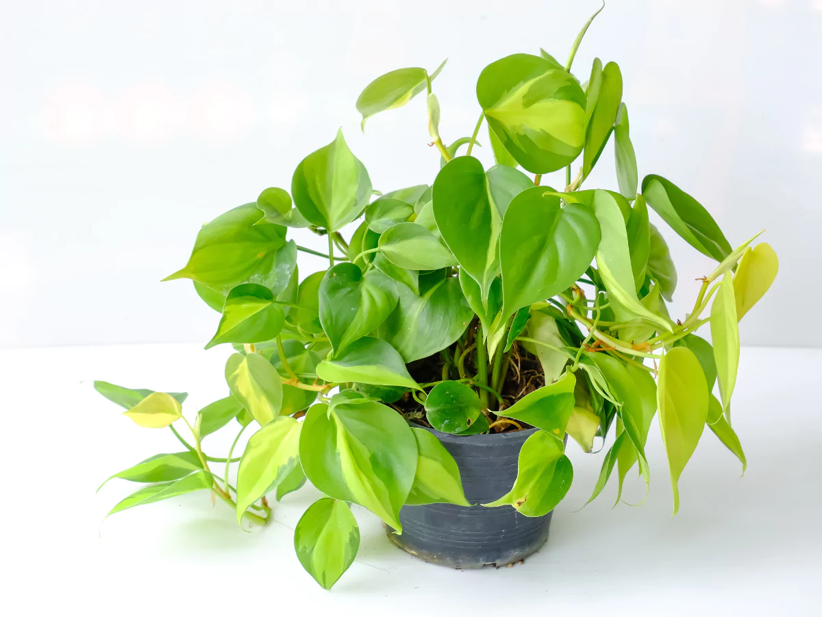 Calathea dengan daun berwarna hijau tua.