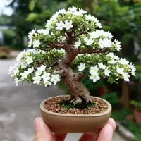 Bonsai anting putri gaya moyogi atau tegak berliku dengan bunga mekar warna putih.