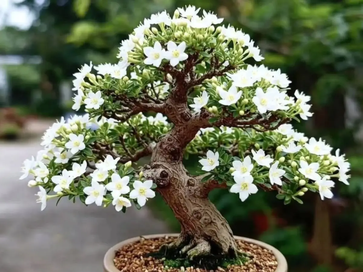 Bonsai anting putri gaya moyogi atau tegak berliku dengan bunga mekar warna putih.