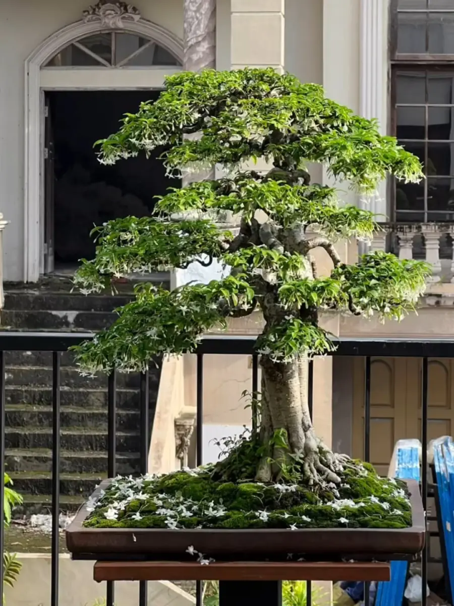 Bonsai anting putri ukuran sedang bergaya chokkan tegak lurus.