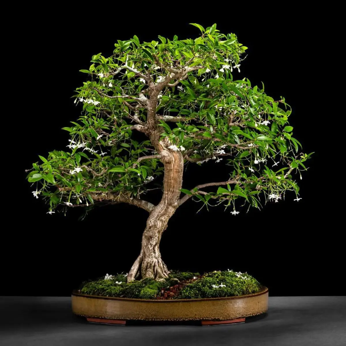 Bonsai anting putri bergaya moyogi tegak berliku di pot yang tipis.
