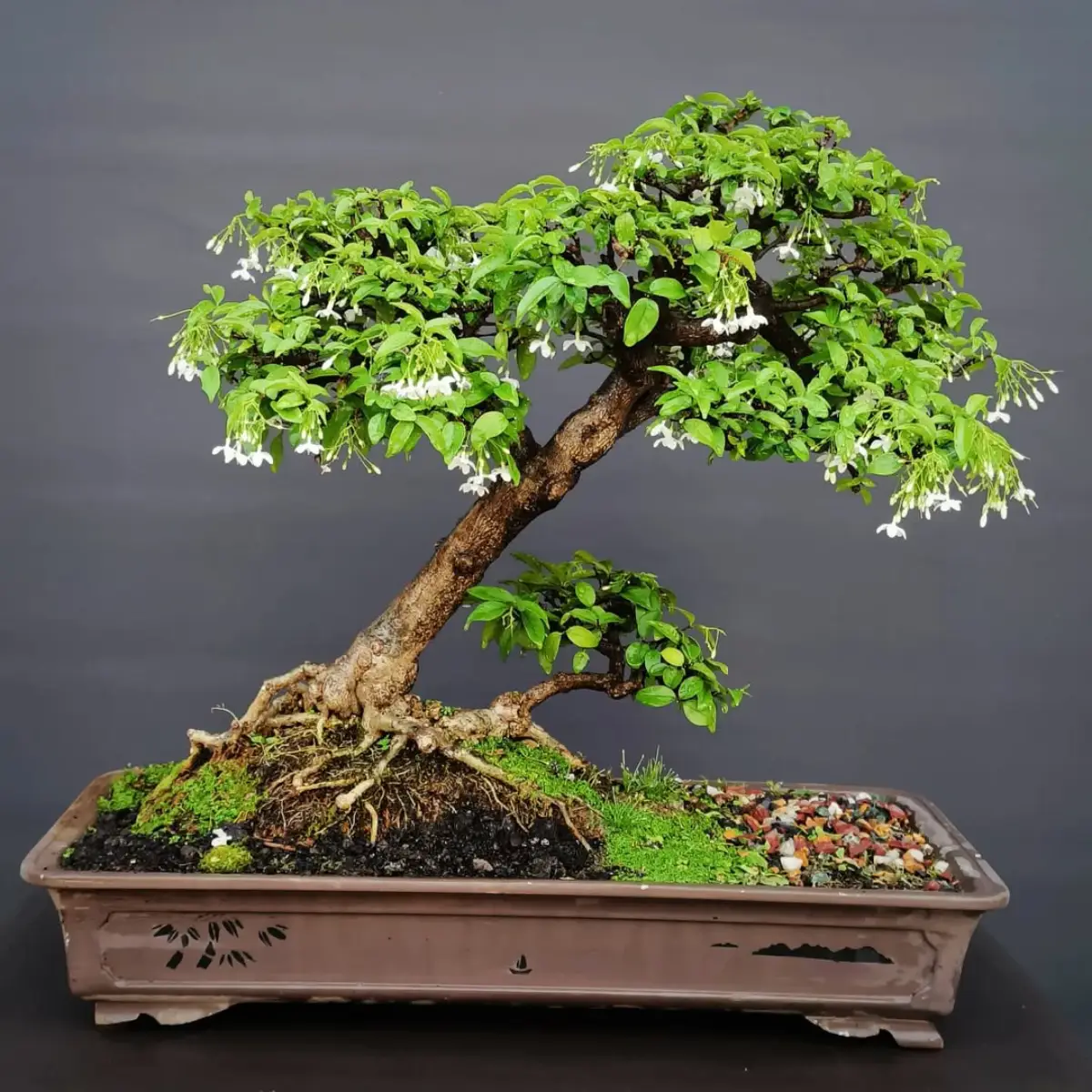 Bonsai anting putri gaya shakan atau miring.
