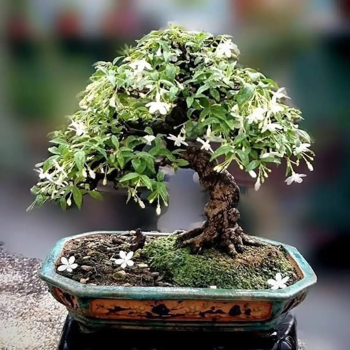Bonsai anting putri berbentuk payung.