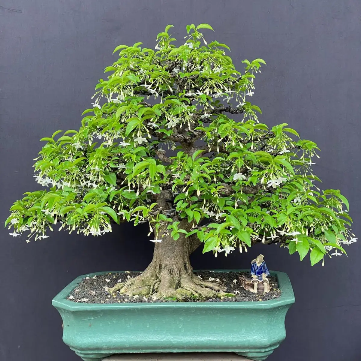 Bonsai anting putri berbentuk payung.