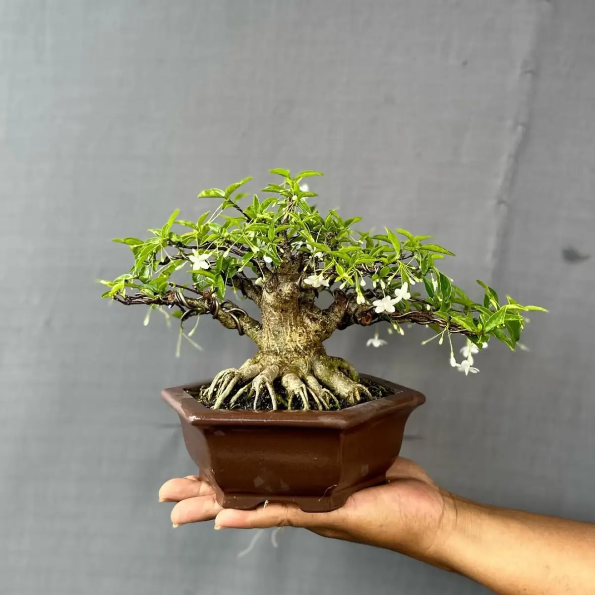 Bonsai putri gaya neagari atau akar terangkat.