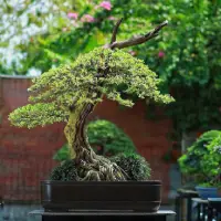Bonsai juniper Jepang ukuran besar dengan gaya moyogi yang tegak berliku.