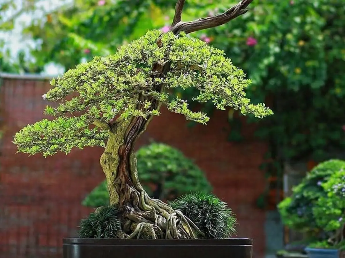 Bonsai juniper Jepang ukuran besar dengan gaya moyogi yang tegak berliku.