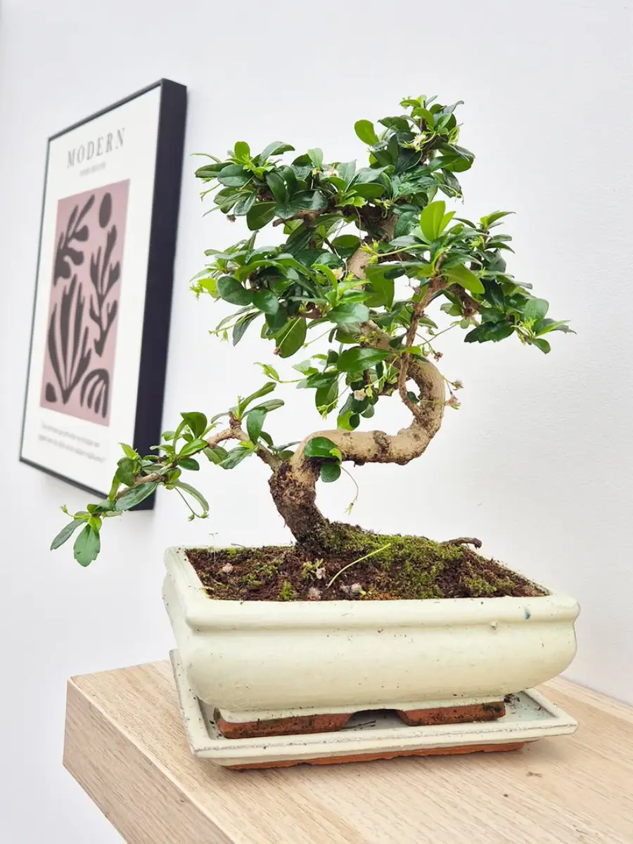 Bonsai beringin gaya moyogi yang tegak berliku.