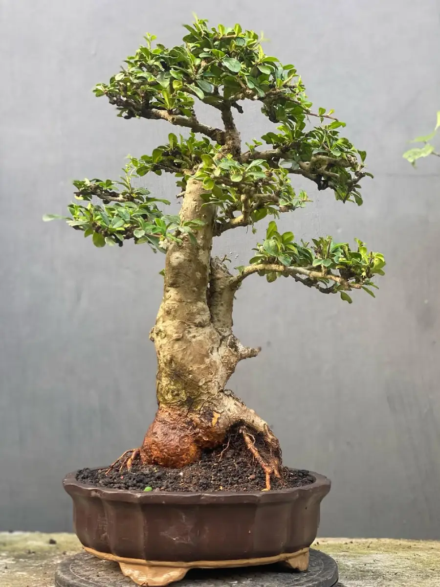 Bonsai Hokiantea gaya sokan dengan satu batang besar dan satu kecil.