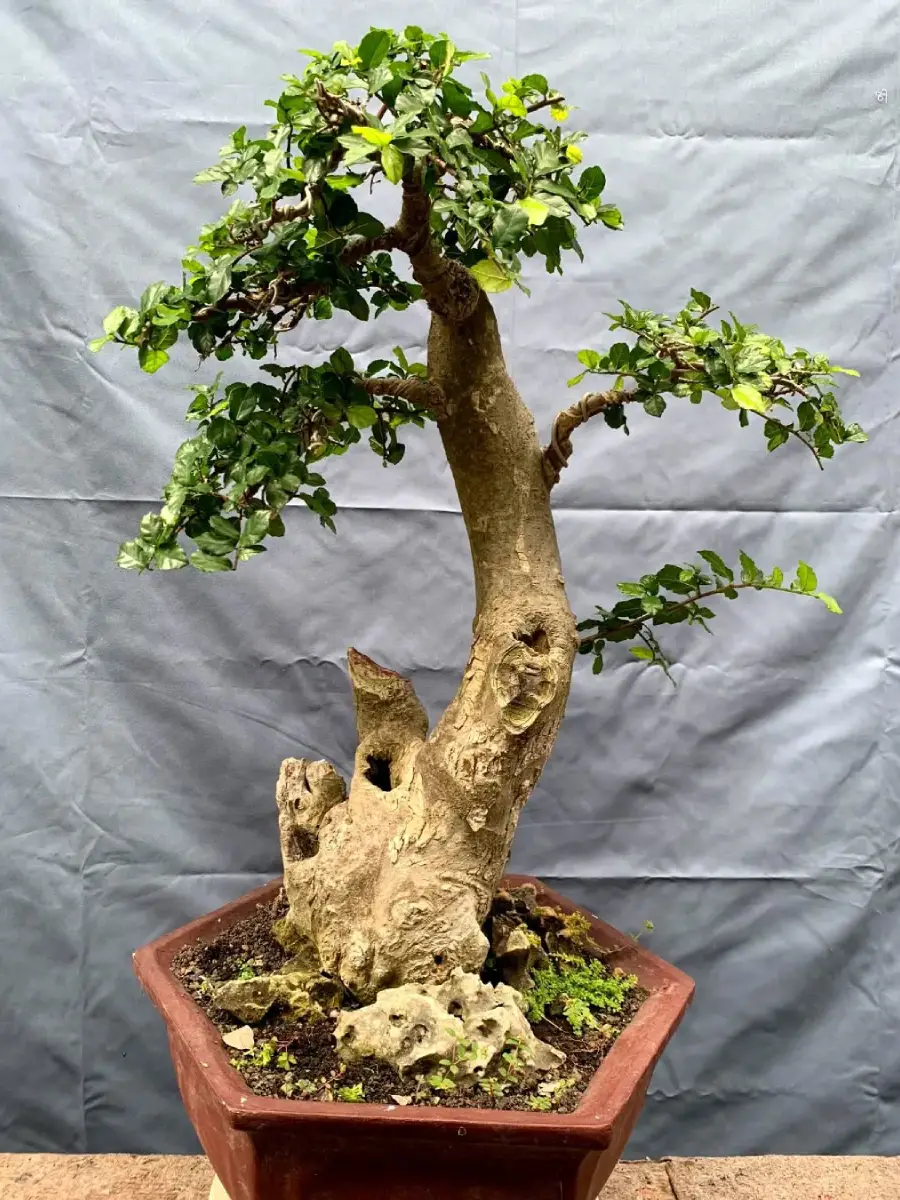Bonsai serut.
