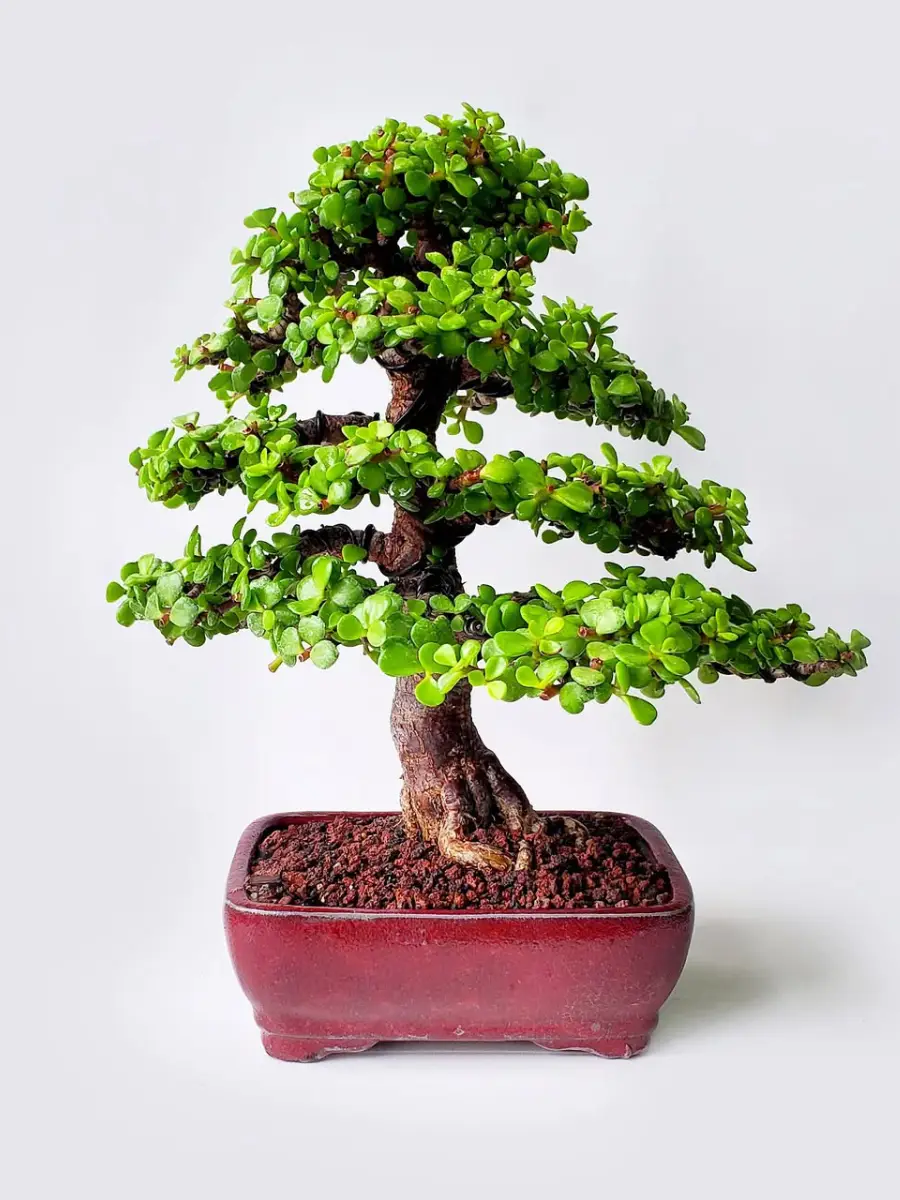Bonsai jade bergaya chokkan yang tegak lurus.