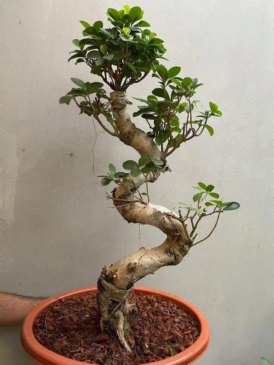 Bonsai beringin gaya moyogi yang tegak berliku-liku.