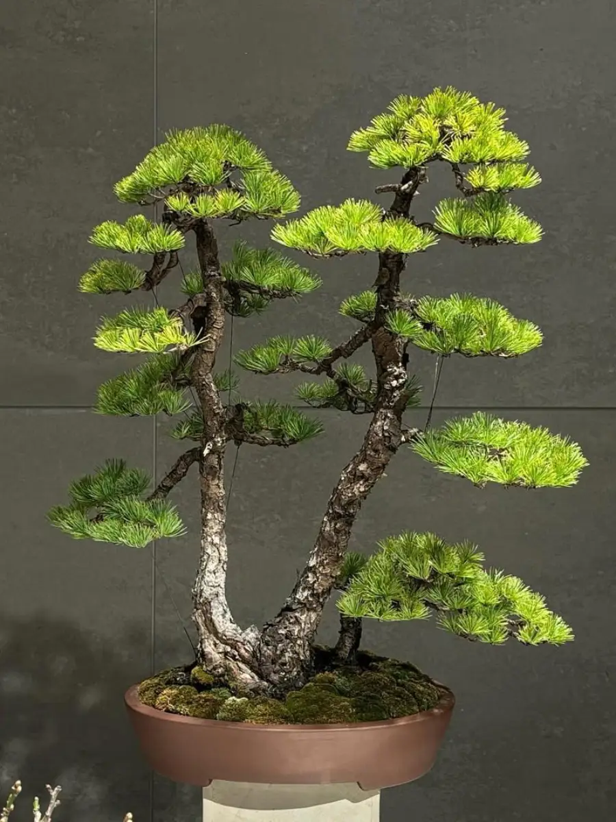 Bonsai juniper gaya sokan dengan dua batang.