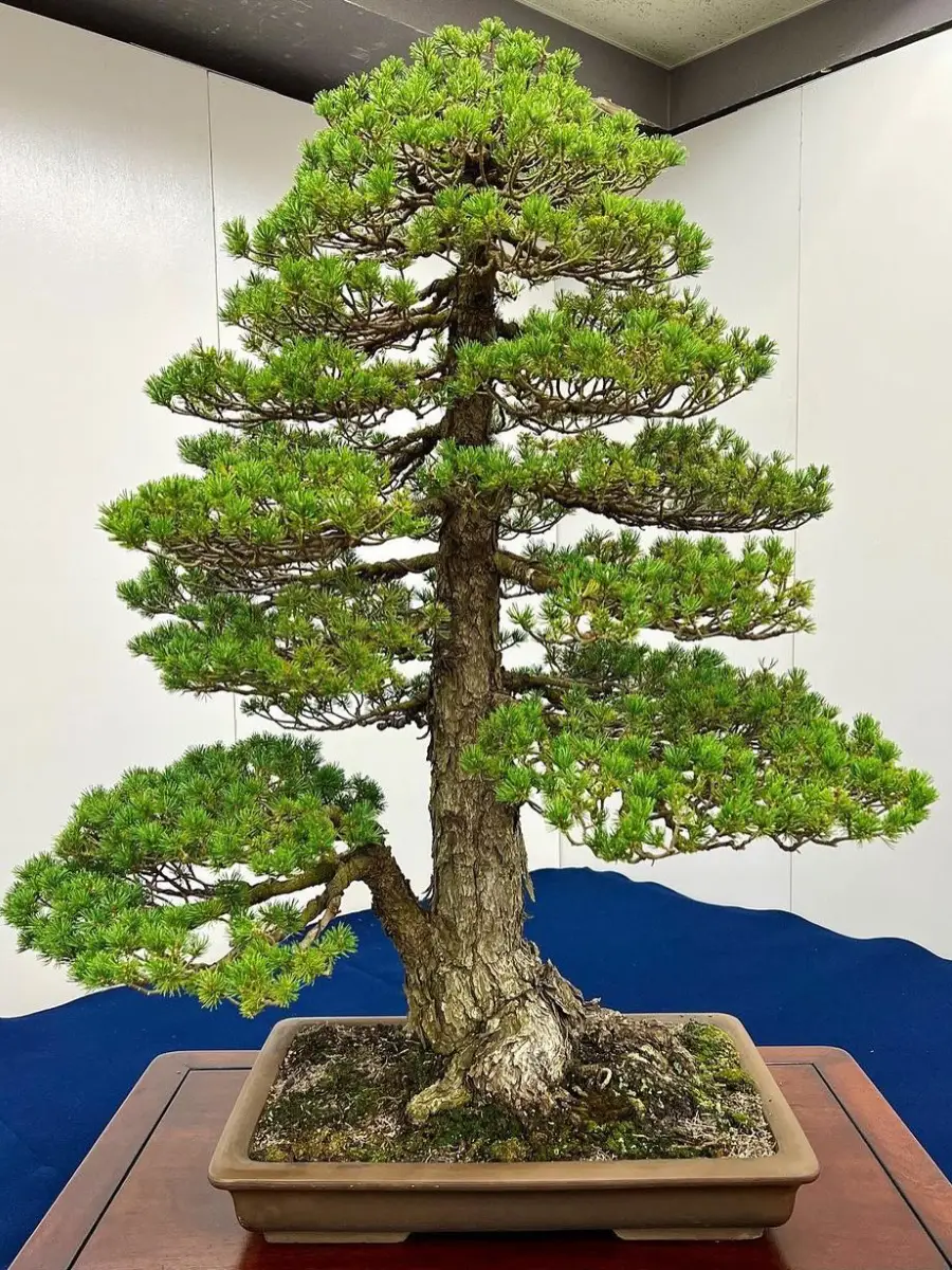 Bonsai pinus putih Jepang bergaya chokkan yang tegak lurus ke atas.
