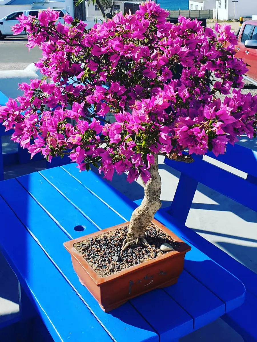 Bonsai Bougenville warna ungu di atas meja biru.