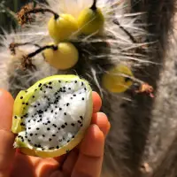 Buah kaktus kulit kuning dan isi putih dengan biji hitam.