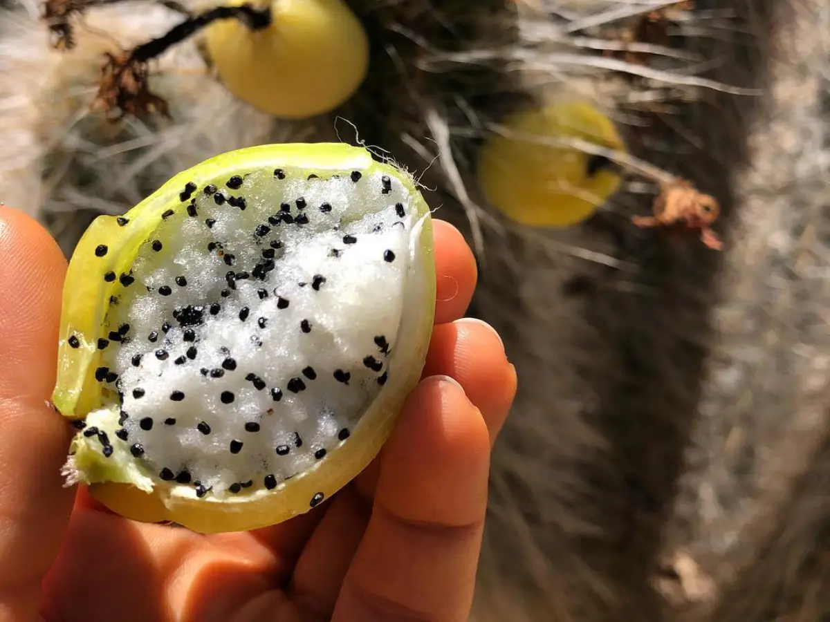 Buah kaktus kulit kuning dan isi putih dengan biji hitam.