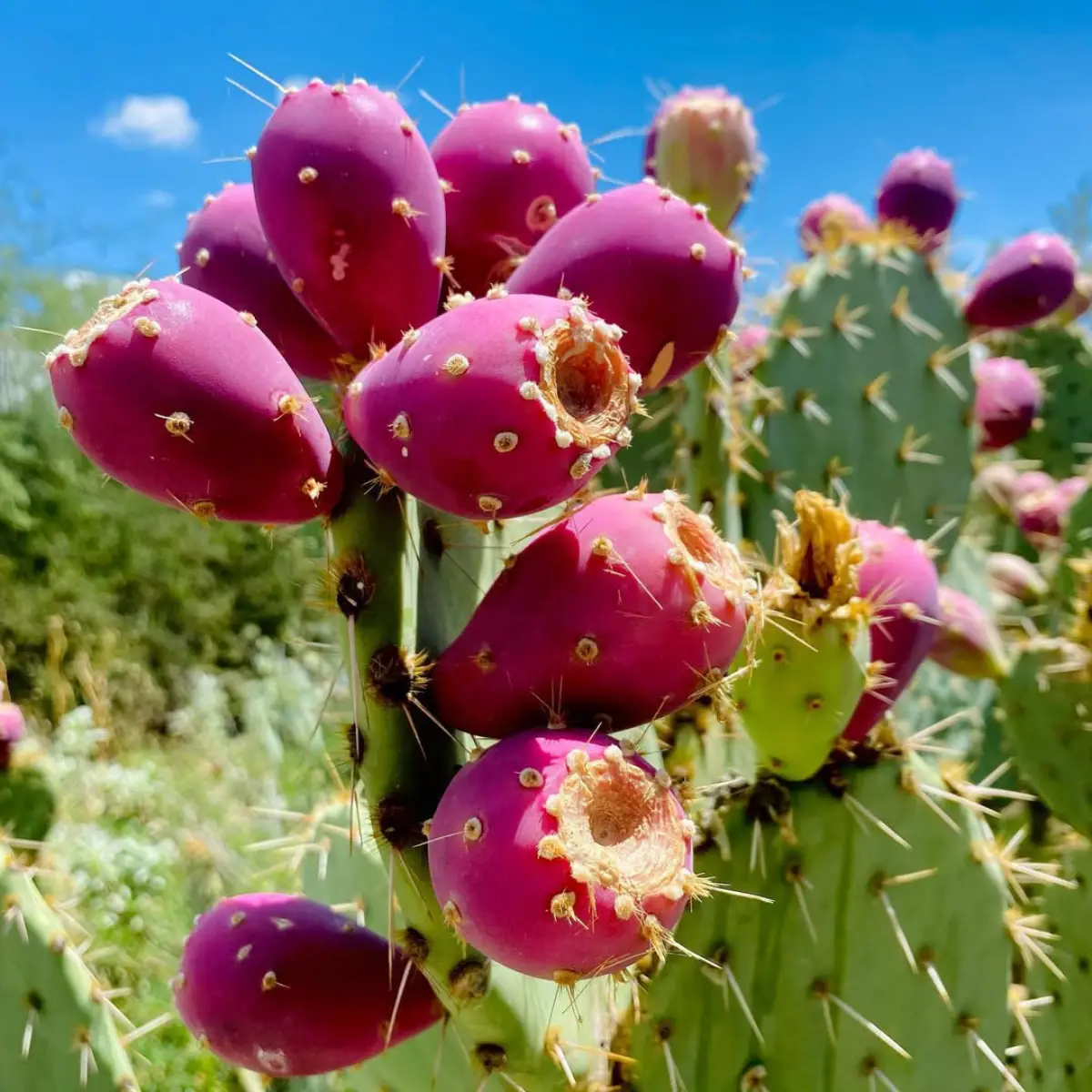 Buah tuna ungu yang tumbuh di kaktus opuntia.