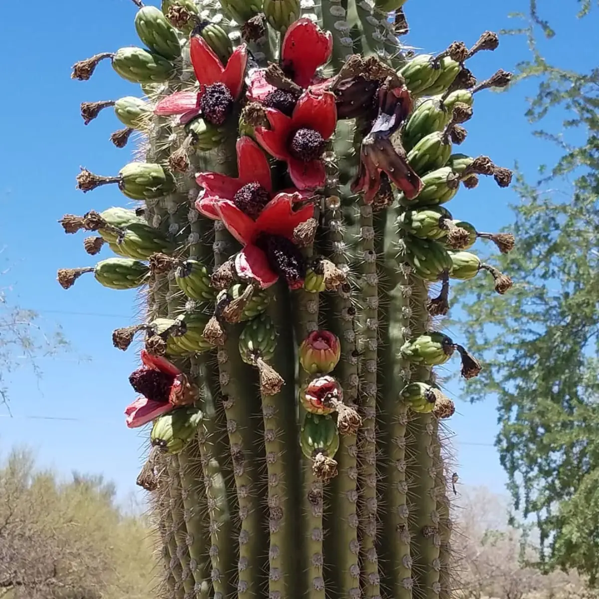 Buah saguaro tumbuh di kaktus.