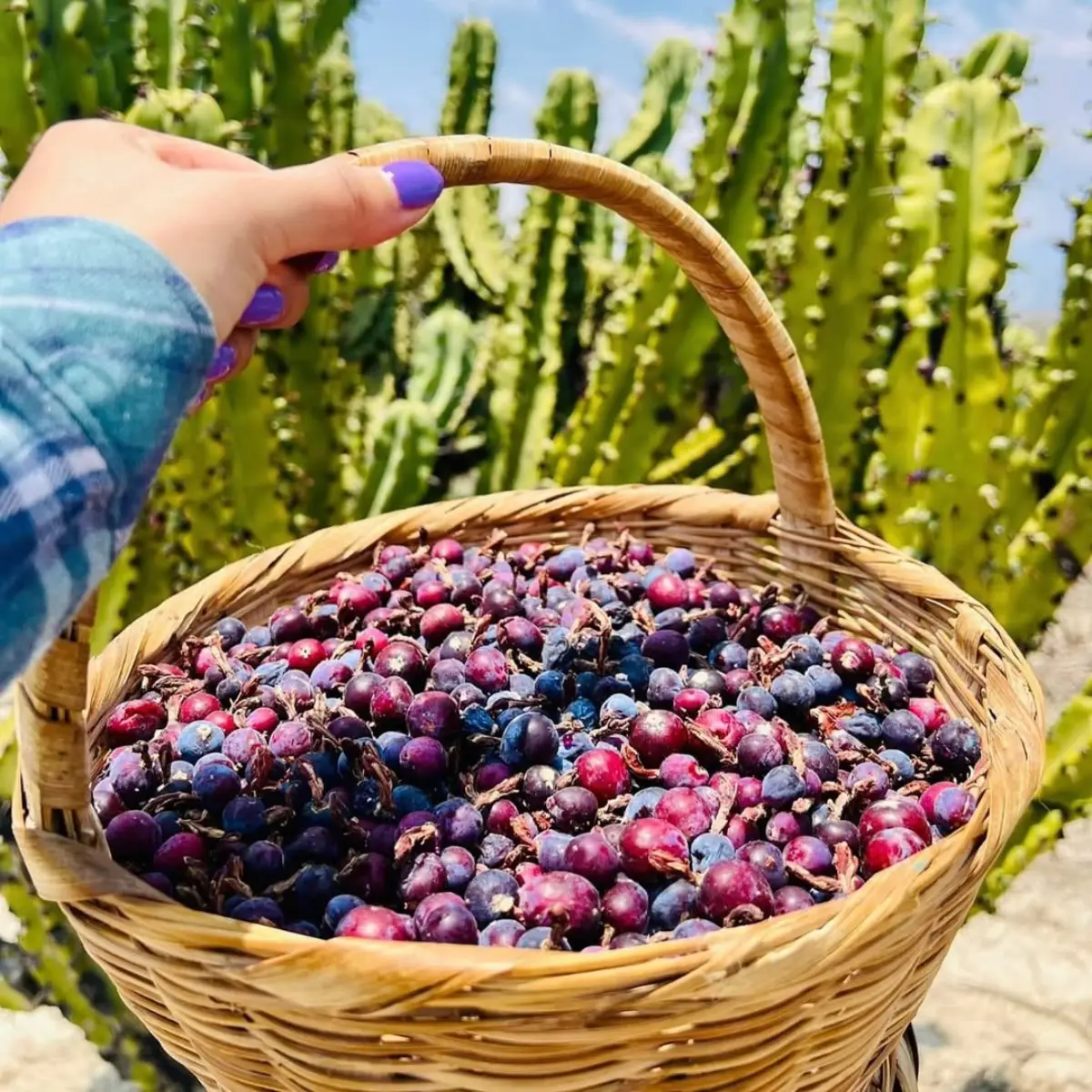 Buah candelabra didalam keranjang rotan.