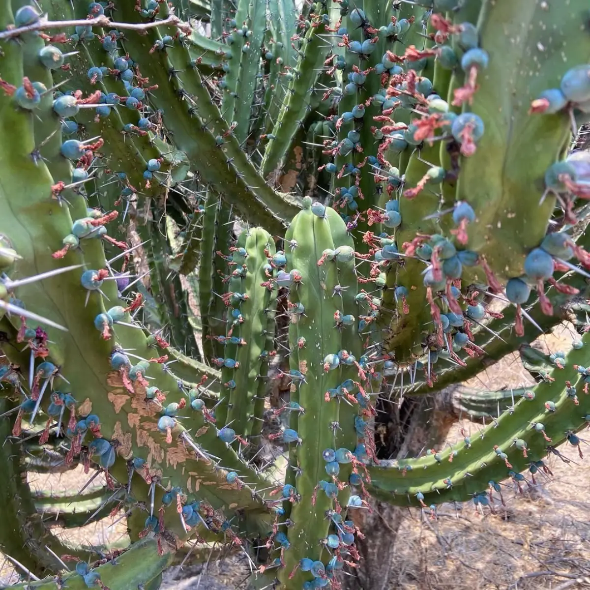 Buah candelabra yang masih tumbuh di kaktus.