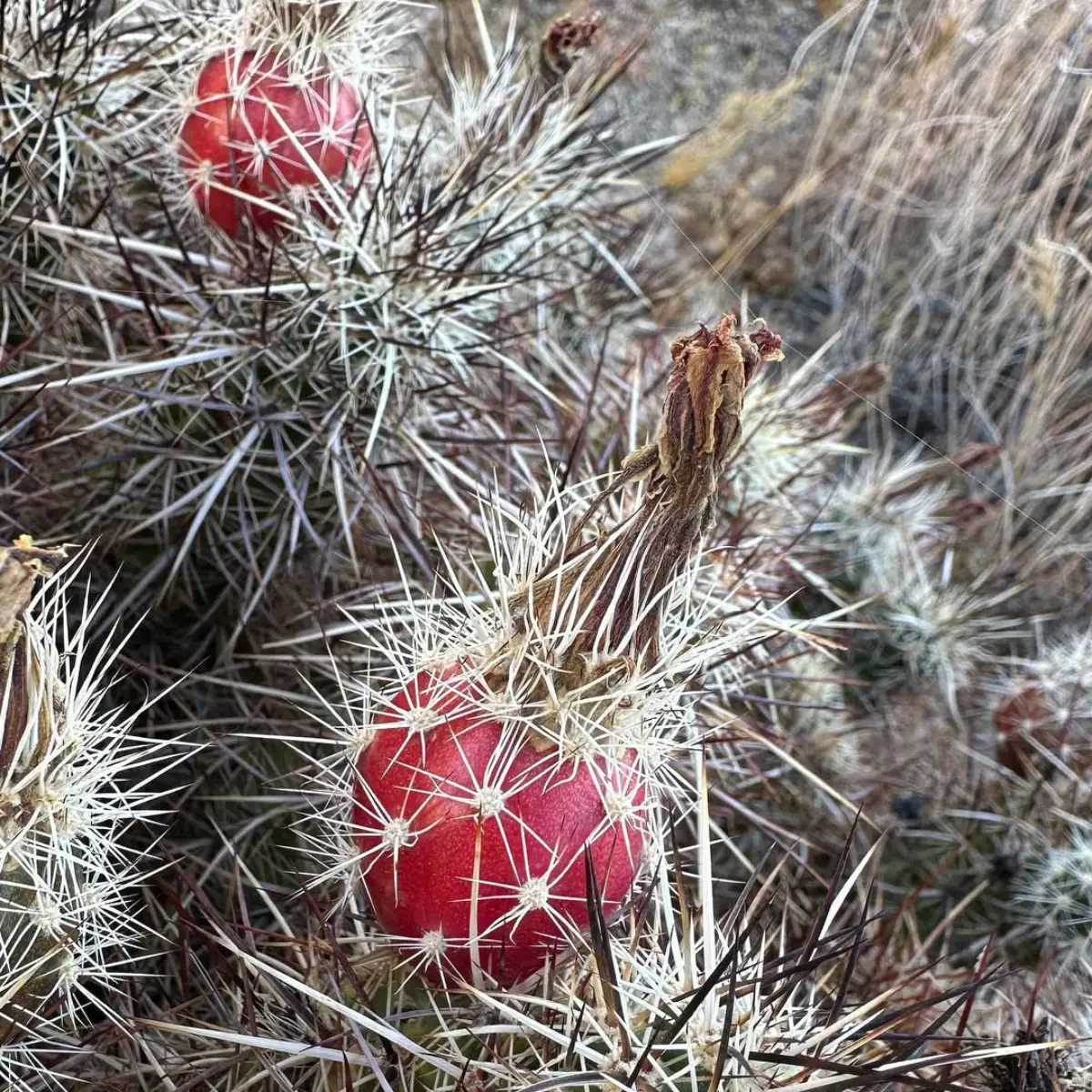 Buah stroberi kaktus warna merah yang berduri