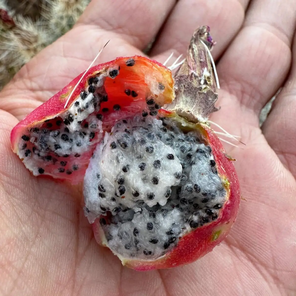 Buah stroberi kaktus dengan isi putih dan biji hitam.