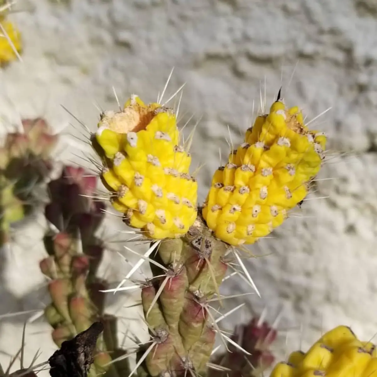 Dua buah kuncup cholla warna kuning di ujung kaktus.