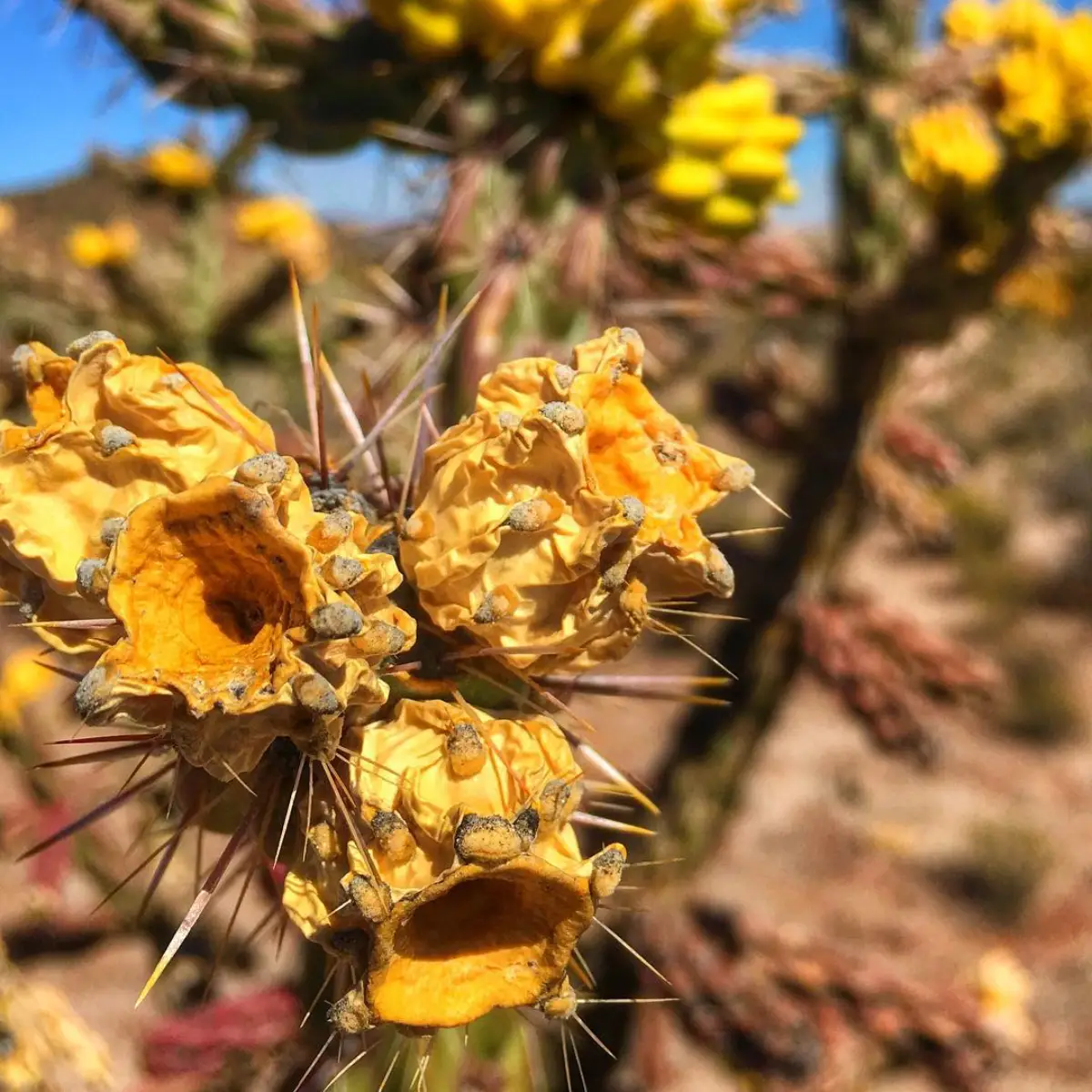 Kaktus dengan buah kuncup kuning matang.