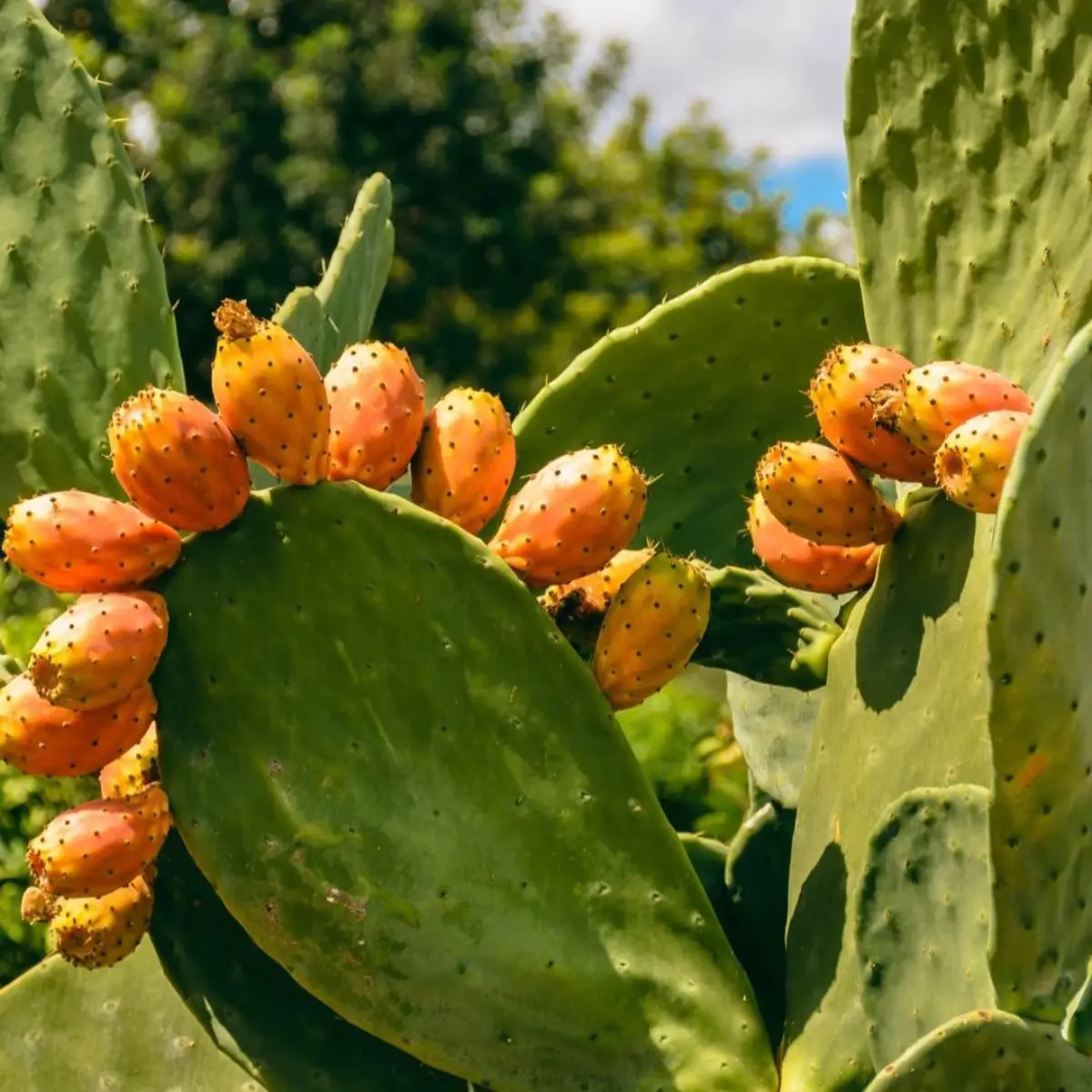 Buah tuna kuning yang tumbuh di kaktus opuntia.