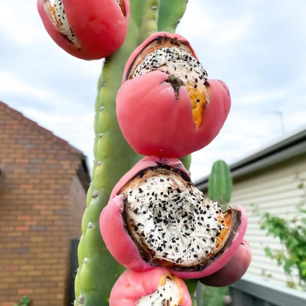 Buah apel kaktus yang belum dipetik dan sudah terbuka masak dipohon.