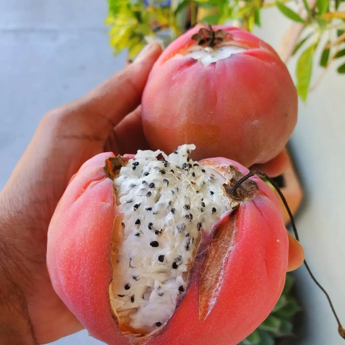 Buah apel kaktus dengan kulit merah dan isi putih.