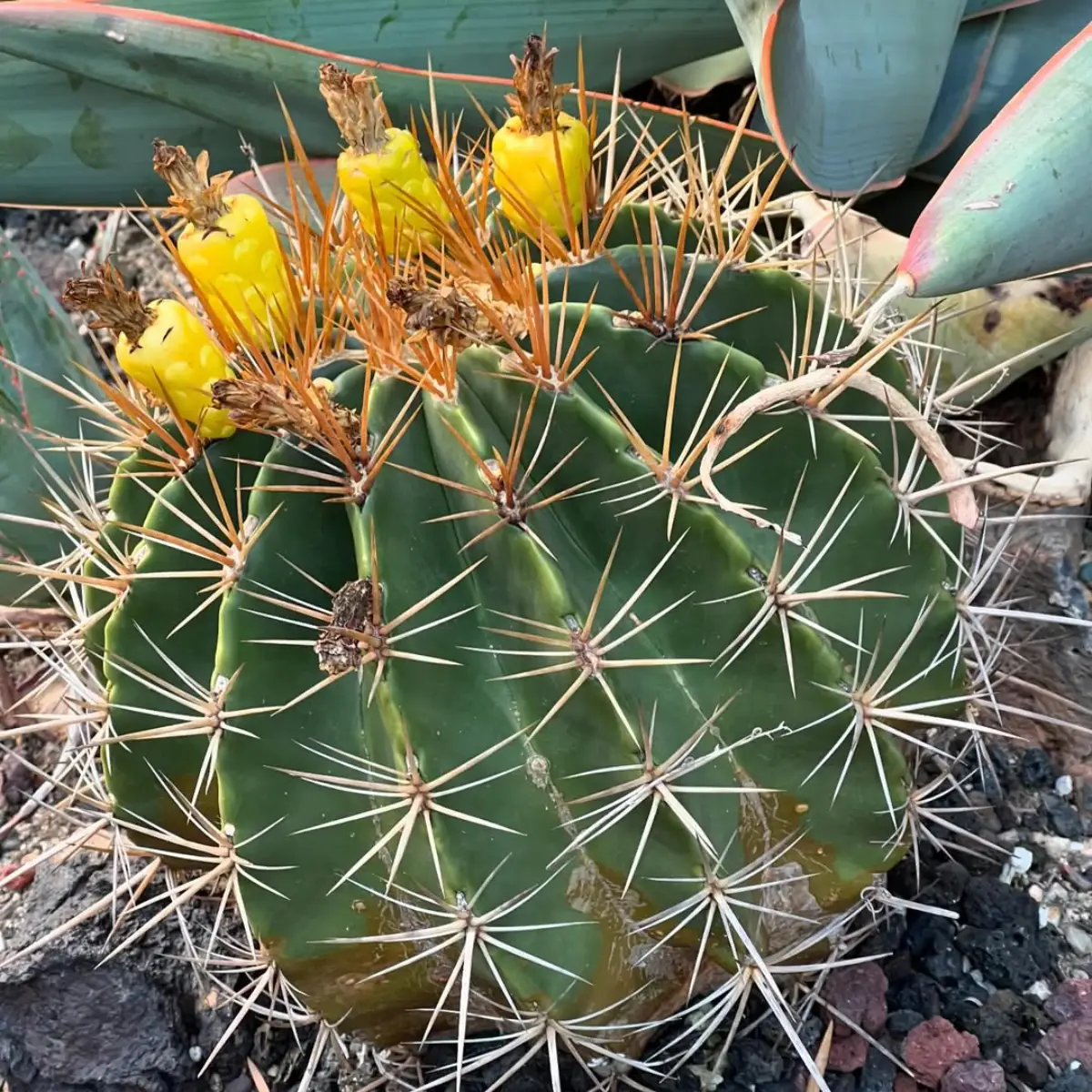 Kaktus ferocactus dengan empat buah kuning yang tumbuh di atasnya.