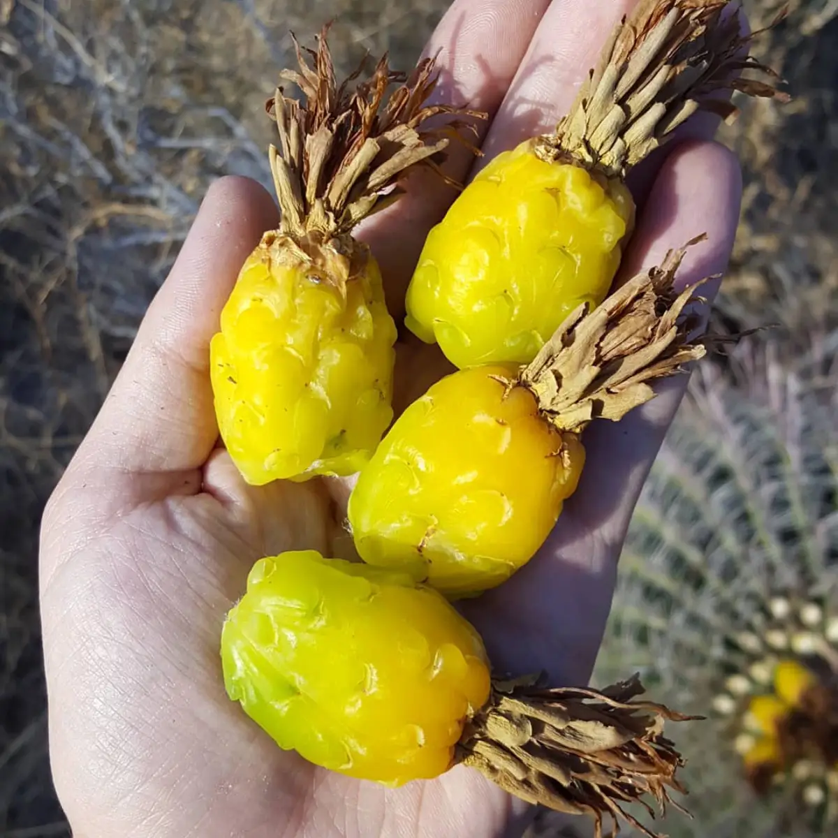 Empat buah kuning ferocactus ditangan.