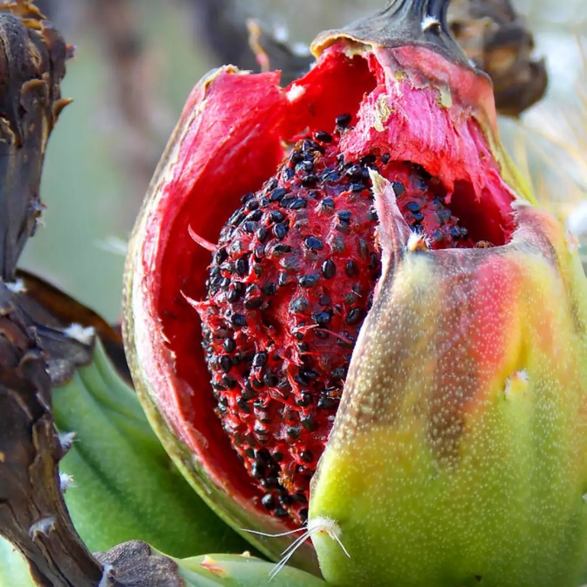 Buah saguaro terbuka berisikan daging warna merah.