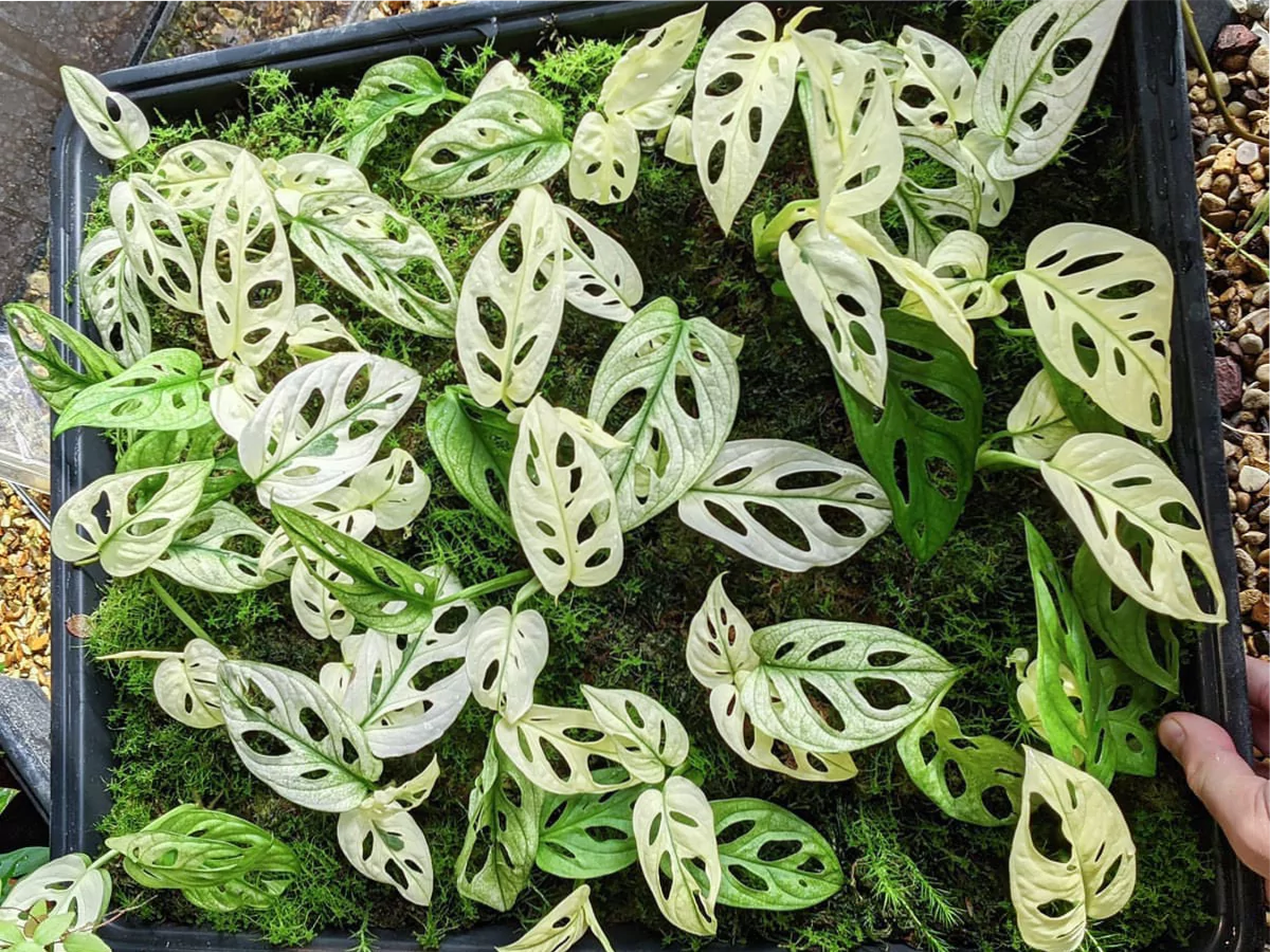 Tanaman Janda Bolong dengan latar putih di dalam pot besi.