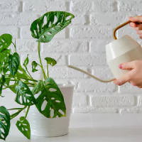 Tanaman Janda Bolong dengan latar tembok putih di dalam pot plastik putih yang sedang disirami air.