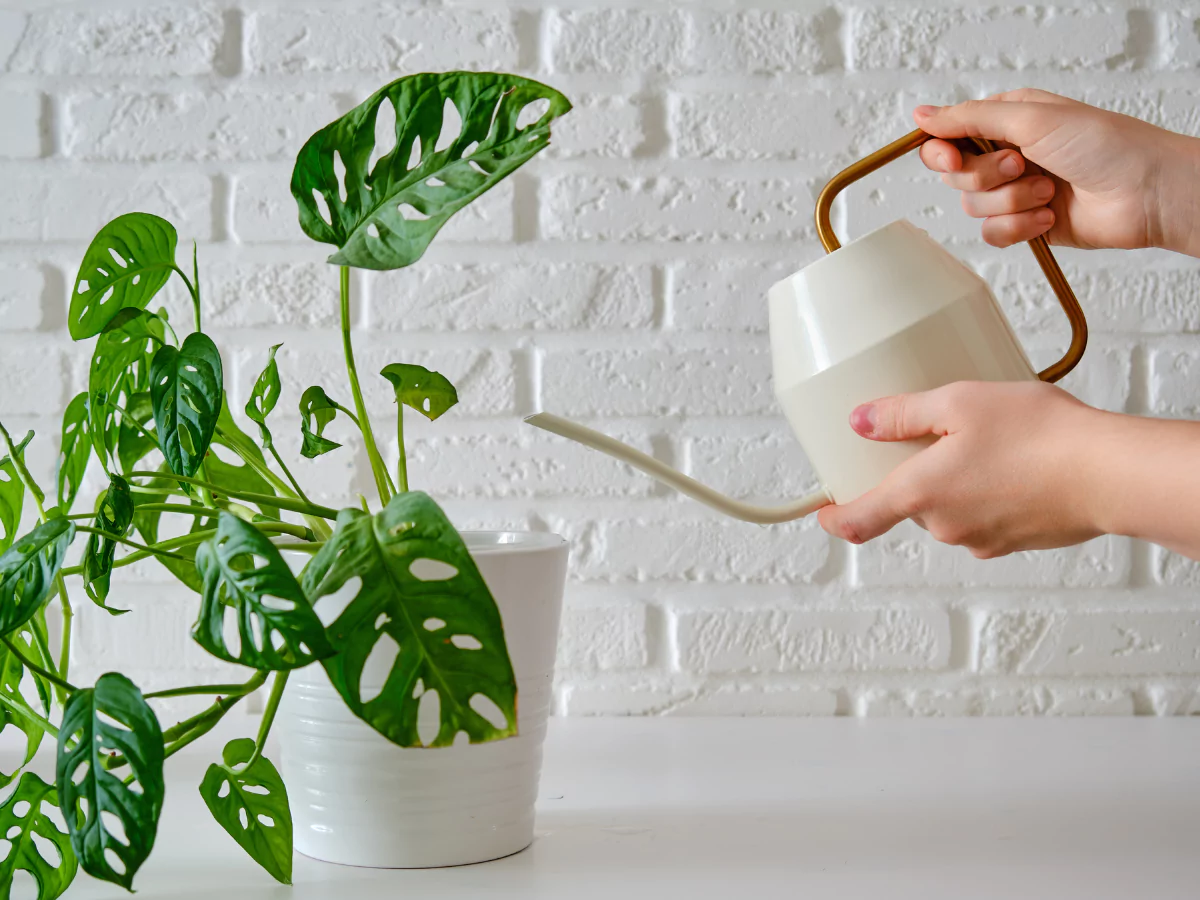 Tanaman Janda Bolong dengan latar tembok putih di dalam pot plastik putih yang sedang disirami air.