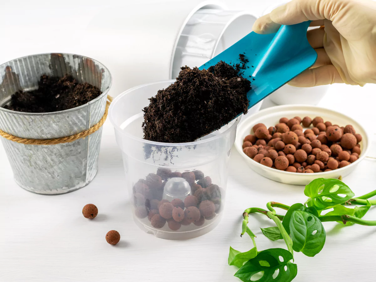 Pembuatan media tanam untuk Janda Bolong.