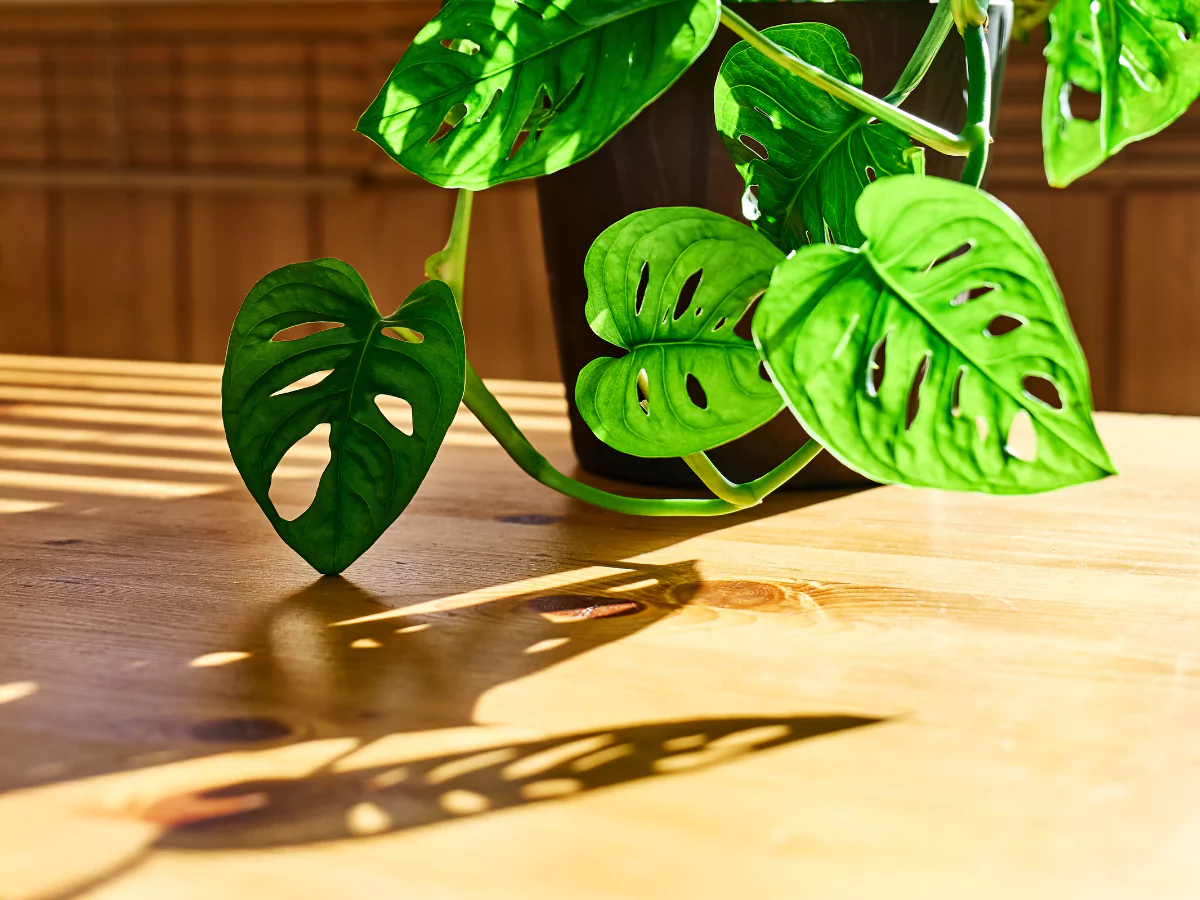 Janda Bolong yang terkena sinar matahari langsung lewat jendela.