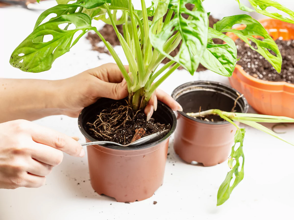 tanaman janda bolong yang sedang ditanam menggunakan tanah di dalam pot.