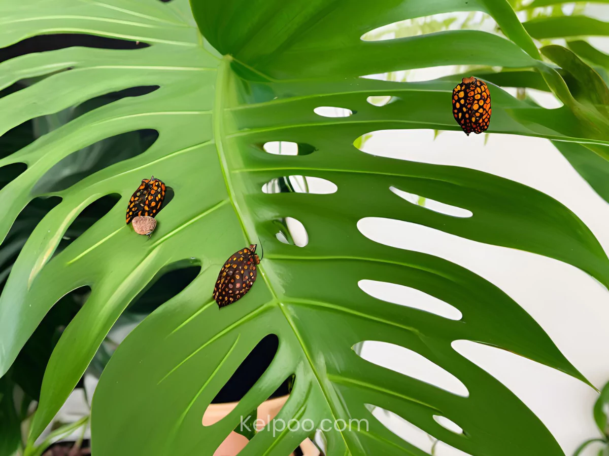tanaman janda bolong dengan hama di daunnya.