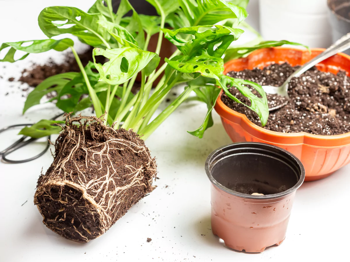 Tanaman Janda Bolong yang dilepas dari potnya.