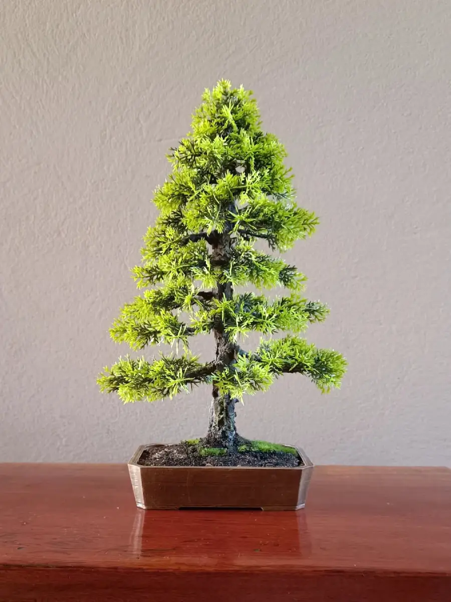 Bonsai pinus plastik dengan gaya chokkan yang tegak lurus.