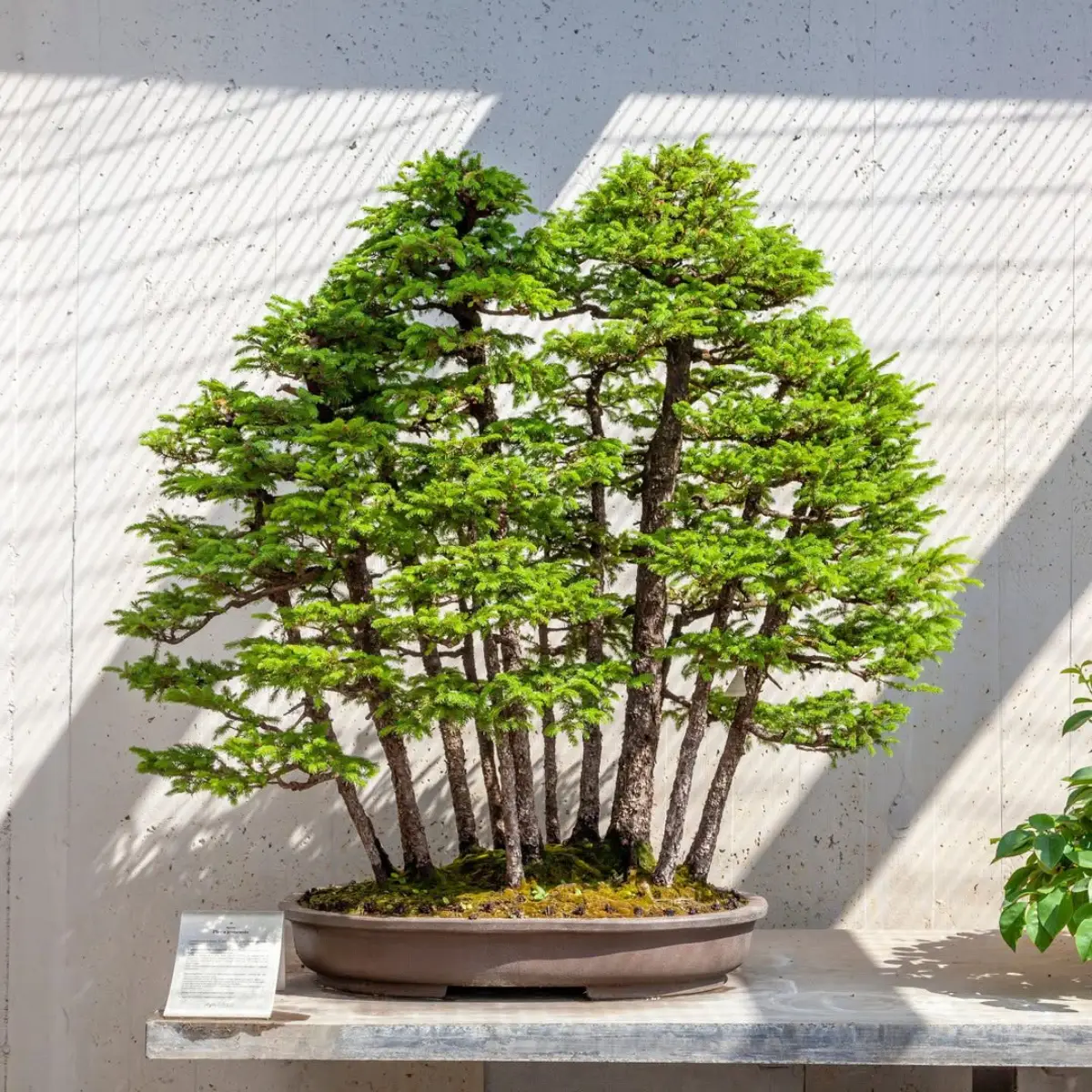 Bonsai dengan gaya yose-ue atau hutan mini.