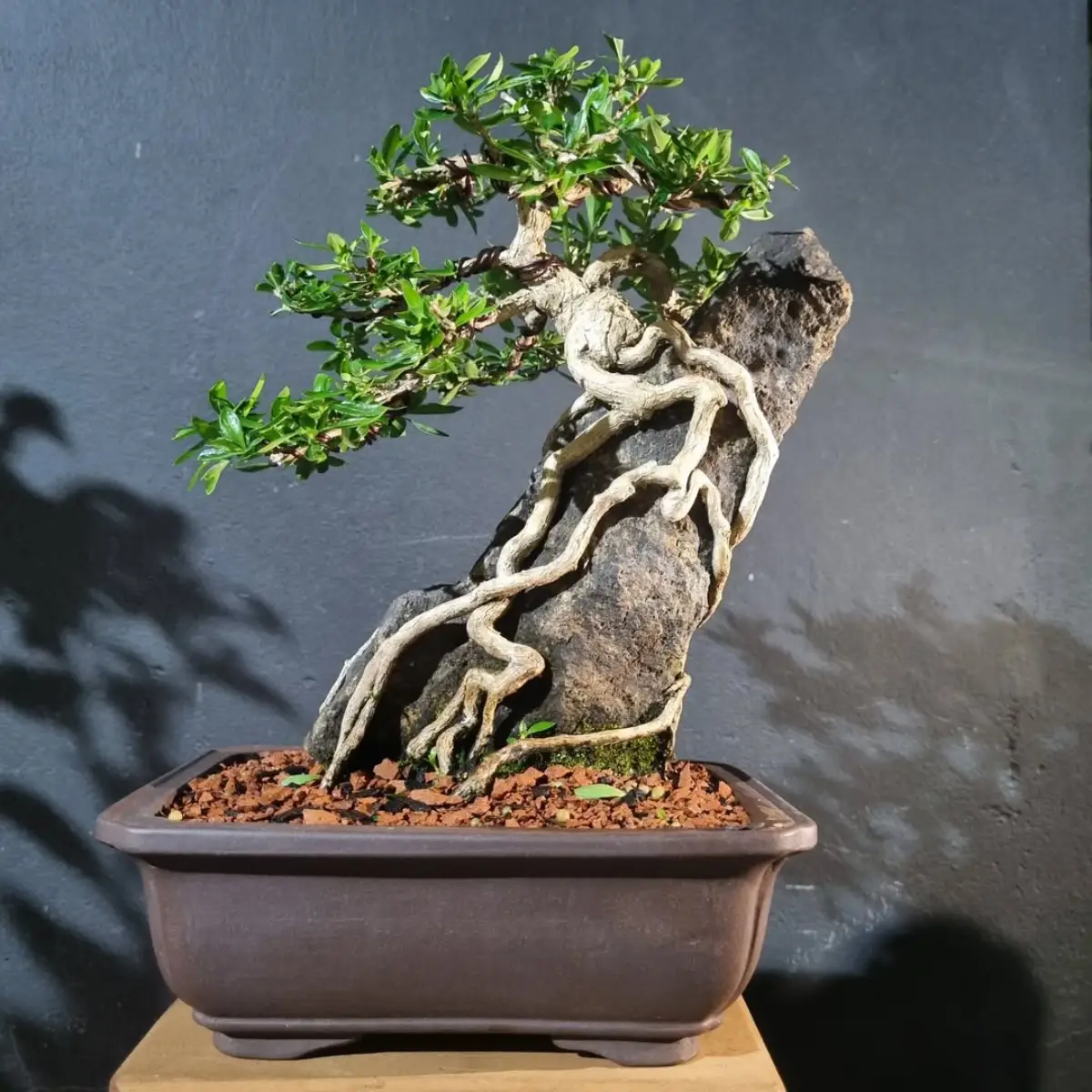 Bonsai dengan gaya ishitsuki atau akar di batu.