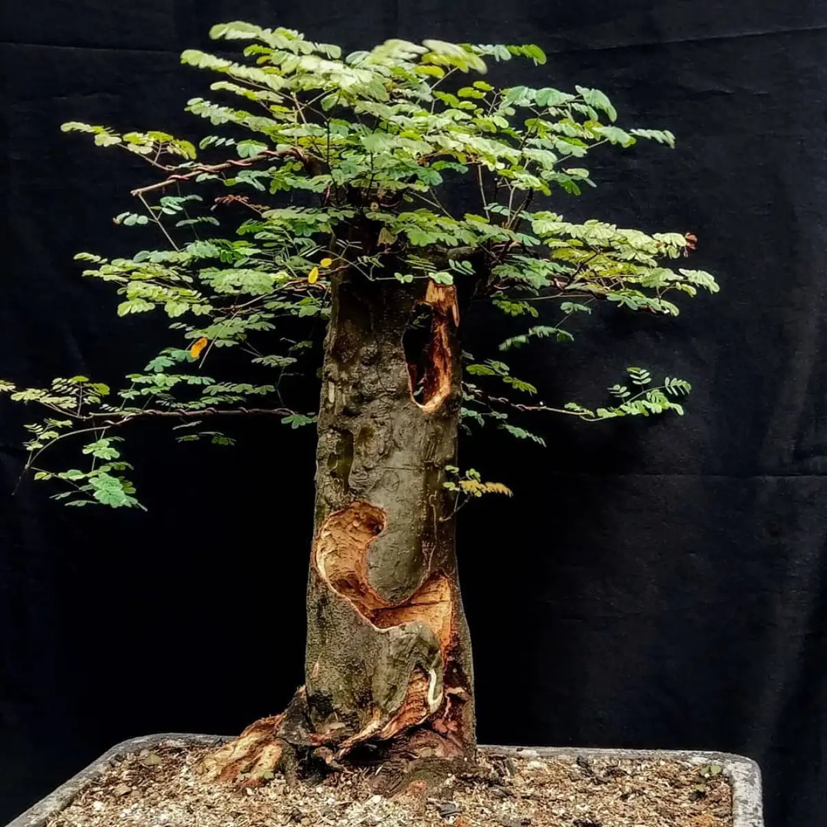 Bonsai dengan gaya sabamiki atau terbelah
