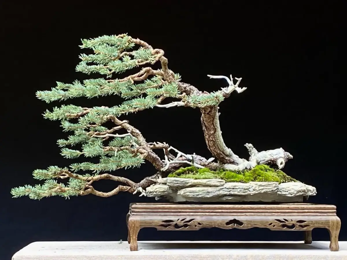 Bonsai pinus biru dengan gaya fukinagashi atau angin sepoi.