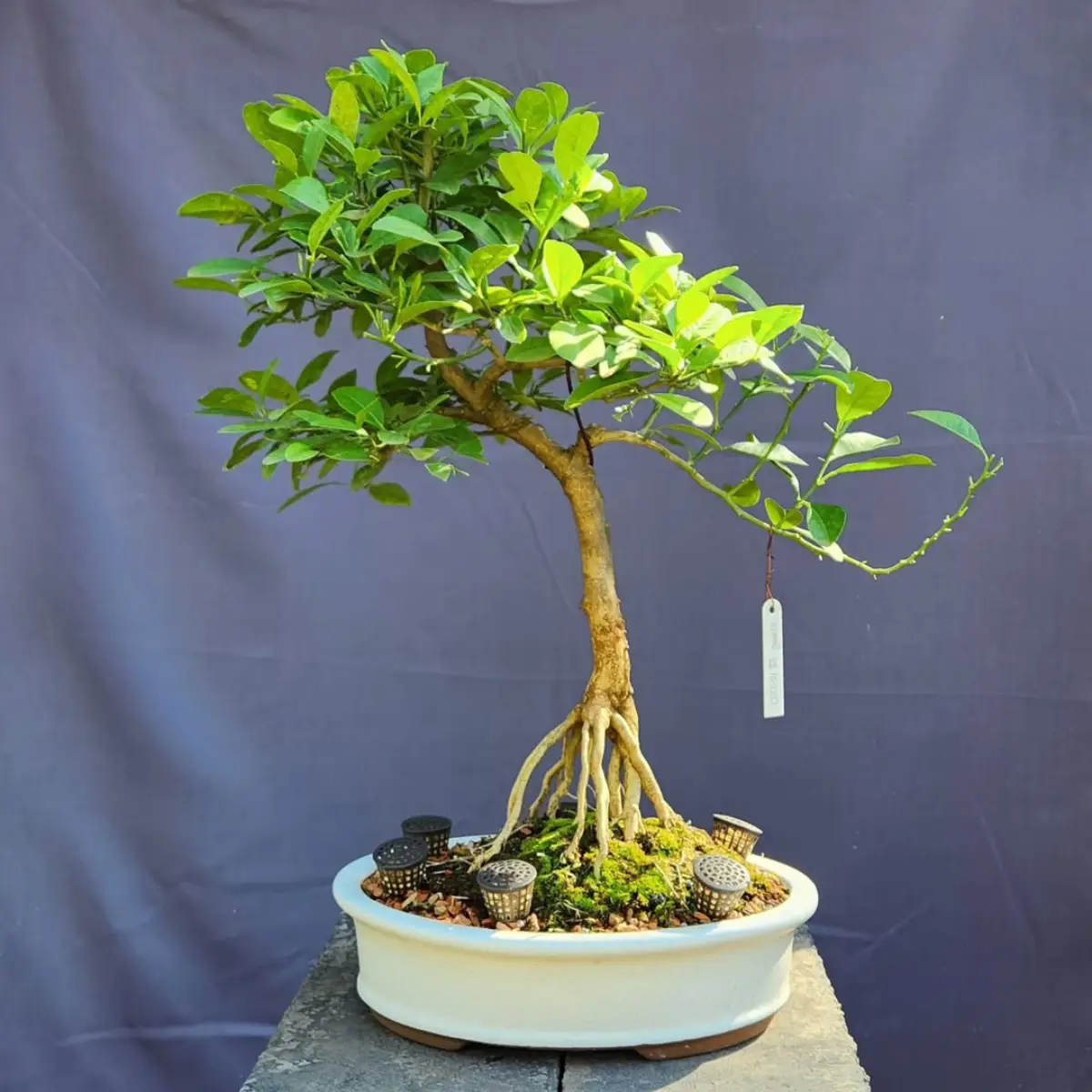 Bonsai lemon dengan gaya neagari atau akar terangkat.